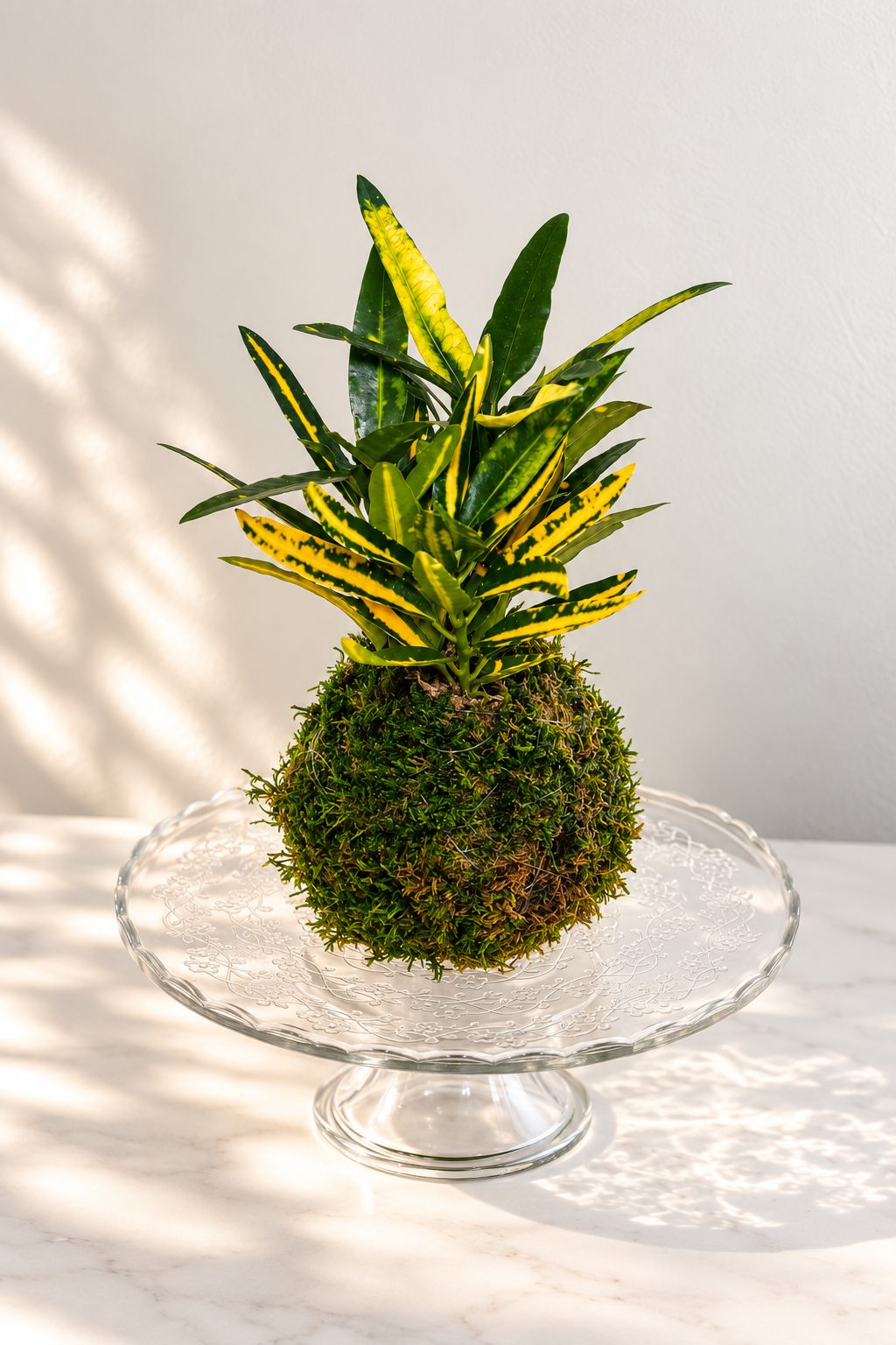 Variegated plant in a moss ball on a glass stand
