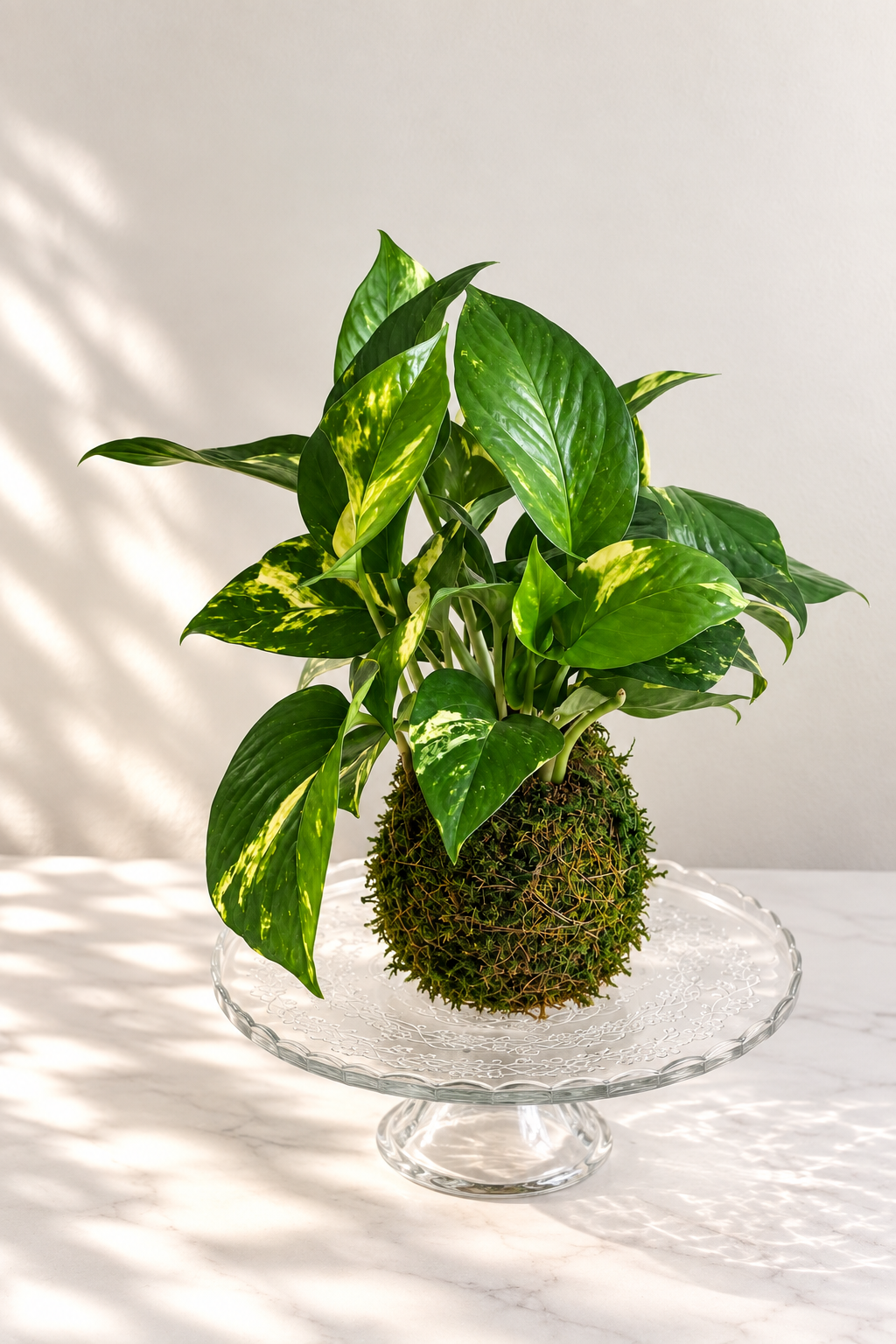 Pothos plant in a moss ball on a glass stand